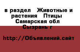  в раздел : Животные и растения » Птицы . Самарская обл.,Сызрань г.